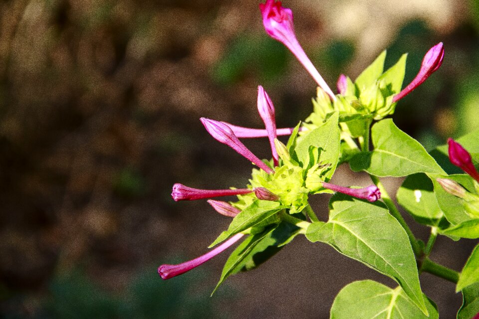 Nature pink spring