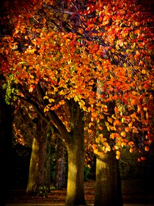 Beech mood autumn colours photo