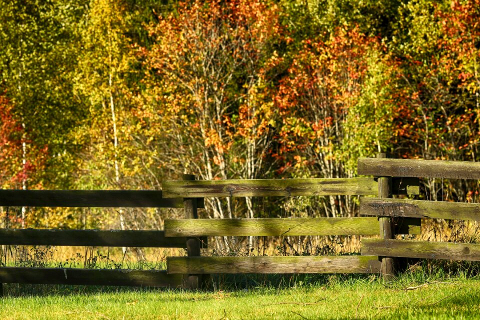 Fall trees fence