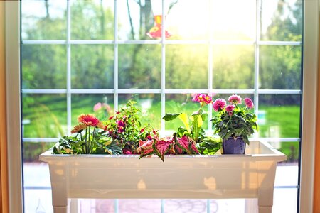 Spring plantings window