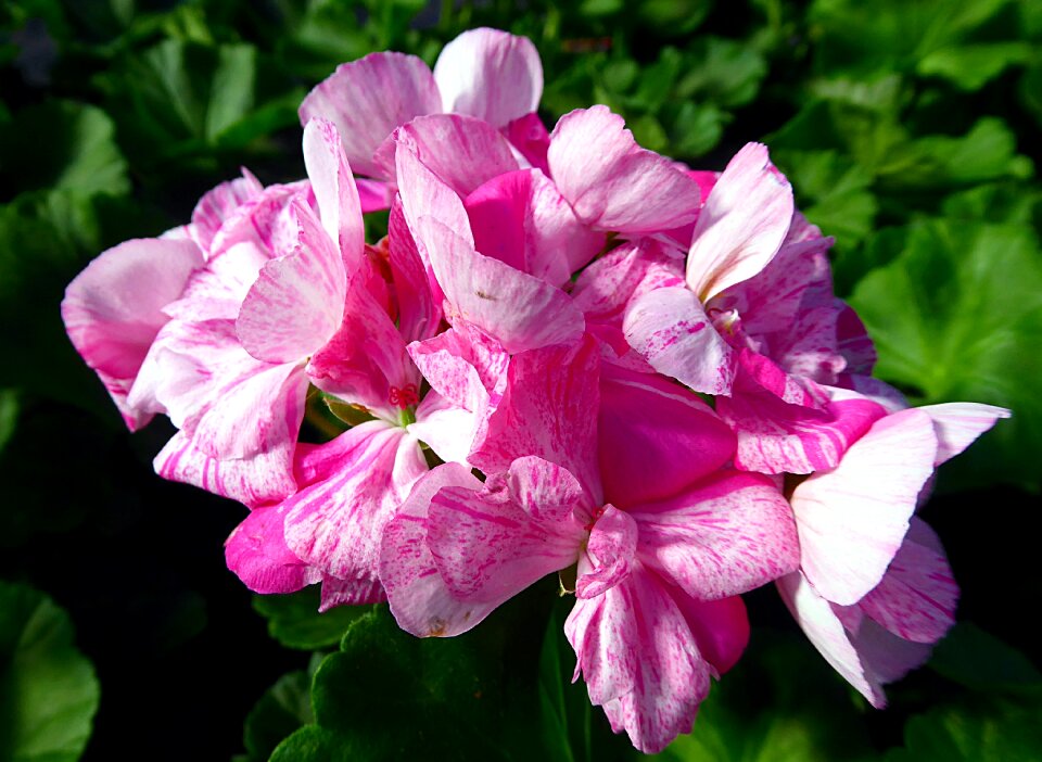 Summer géraniacées flower