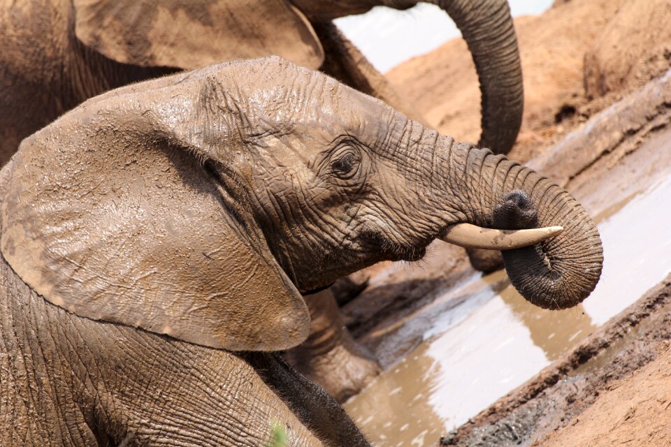 South africa safari wilderness