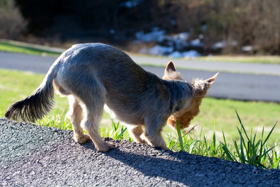 Website terrier eat grass out photo