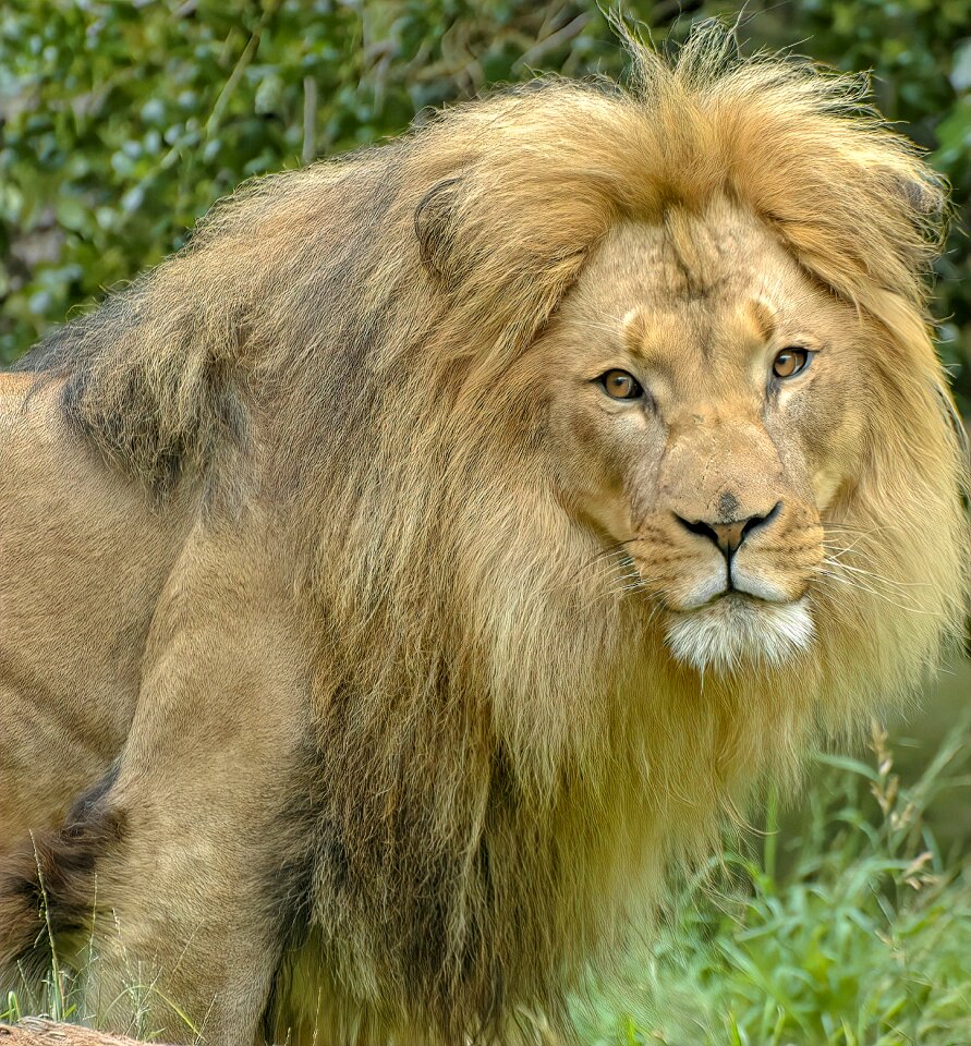 Predator dangerous africa
