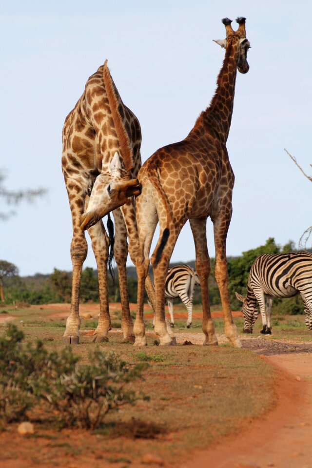 Annoy safari wilderness