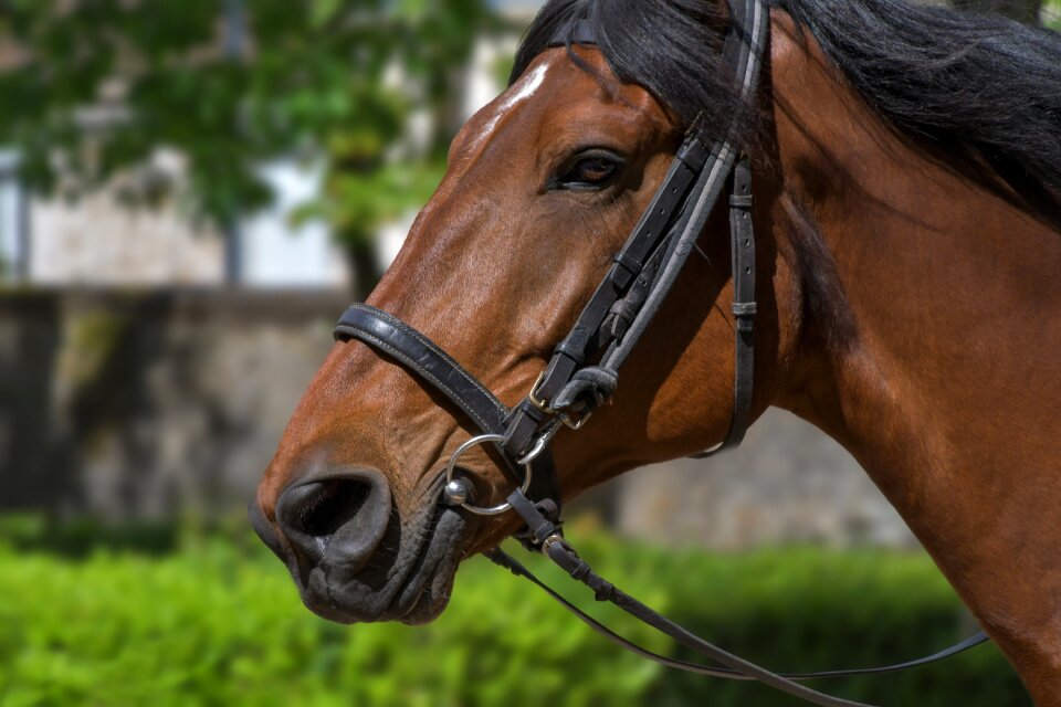 Horseback riding head equine