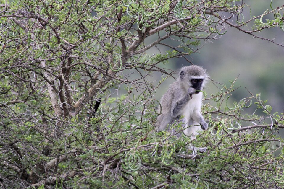 Safari wilderness nature