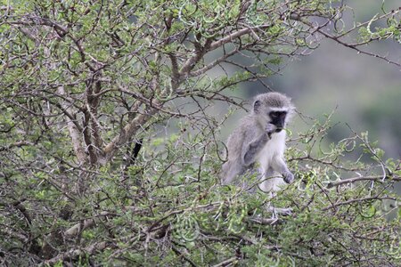 Safari wilderness nature photo