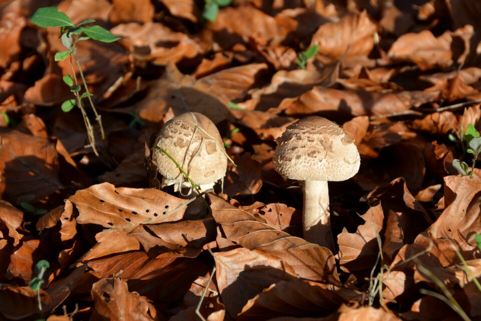 Forest fall nature