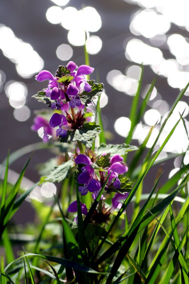 Nature floral fulfillment