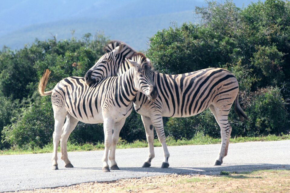 South africa striped stripes