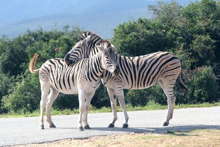 South africa striped stripes