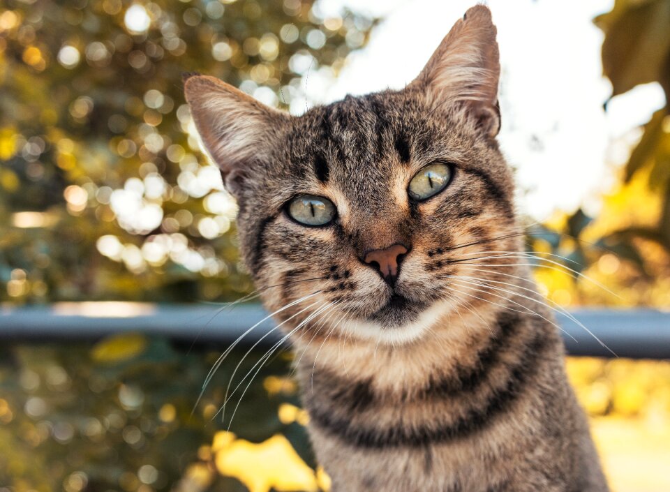 Kitten feline head