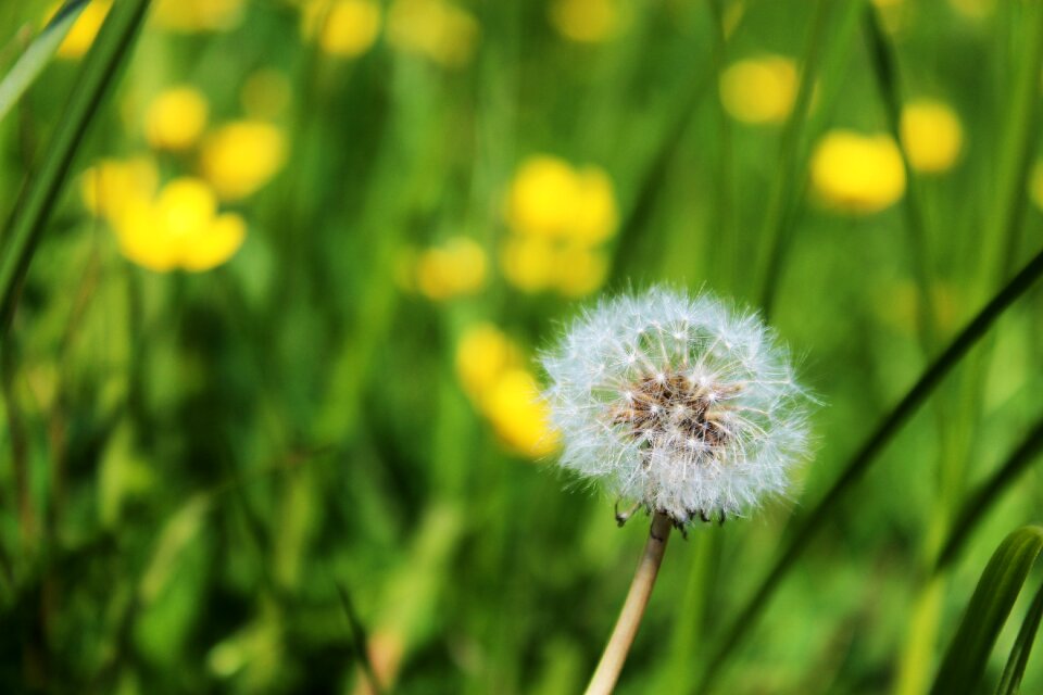 Meadow polyana blow