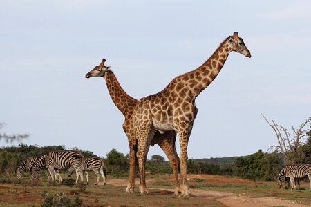 South africa safari cross