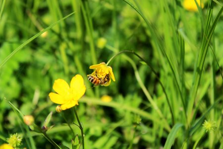 Yellow flower pollination bee photo