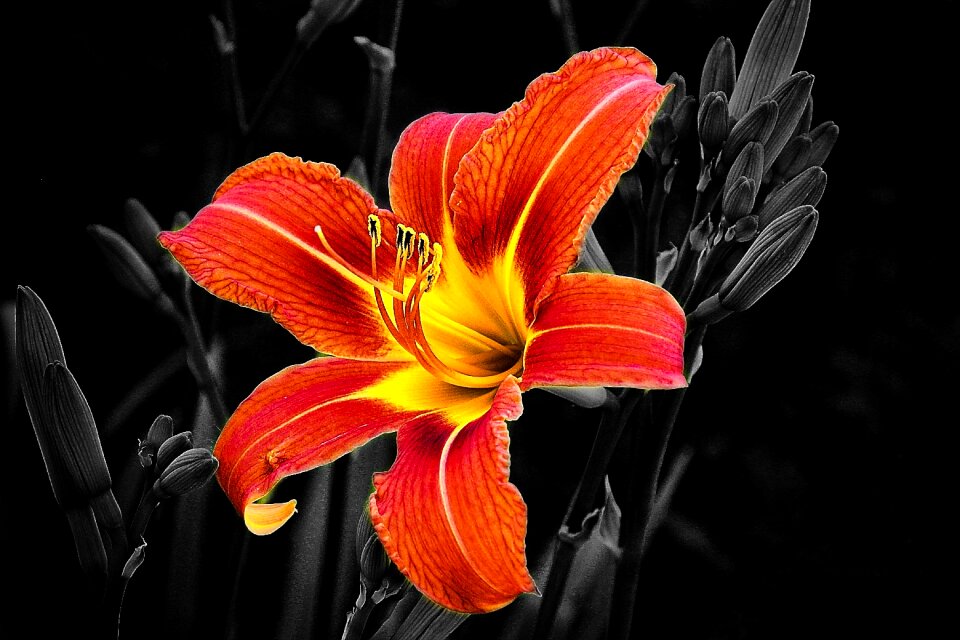 Bloomed flowers decorative