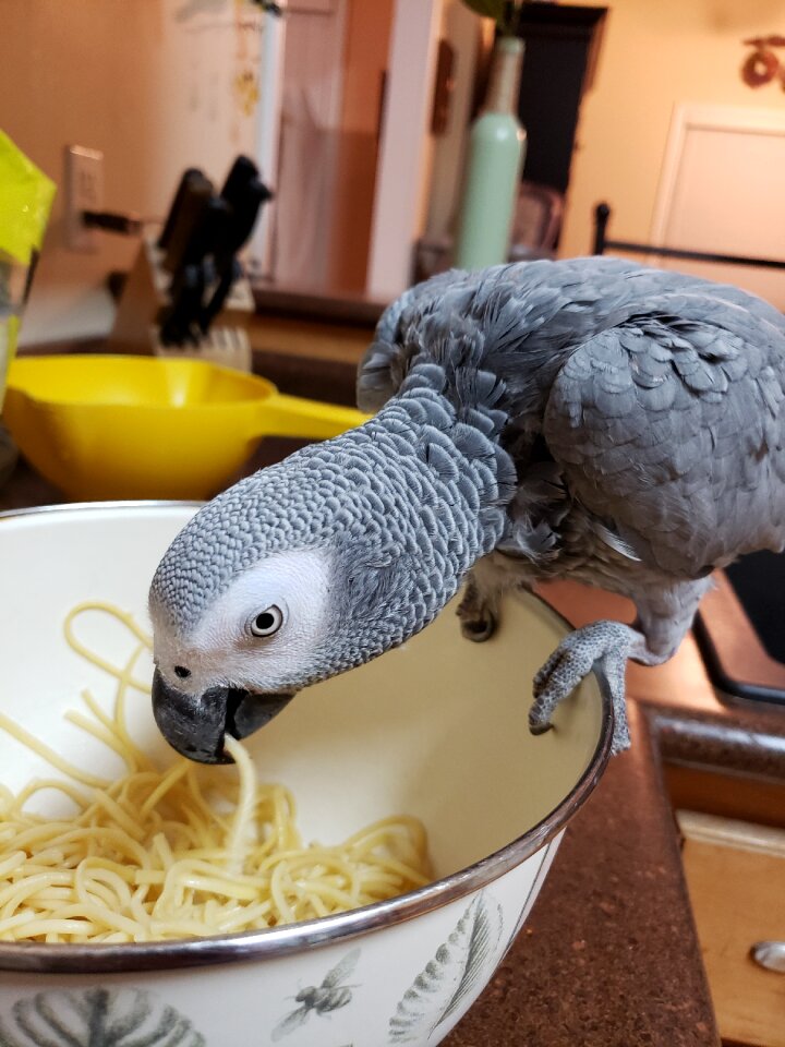 African grey parrot