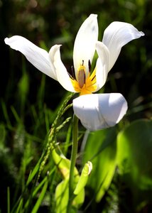 Nature plant garden