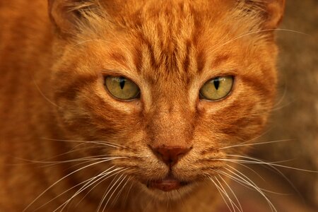 Close up eyes portrait