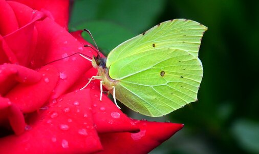 Flower macro wings