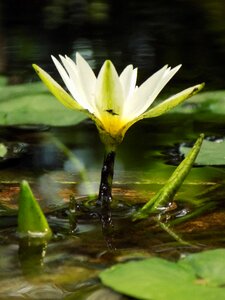 White water plant photo