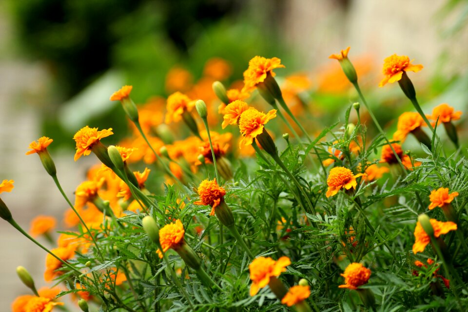 Summer flowers nature