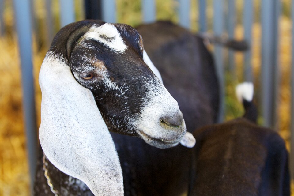 Livestock mammal farm