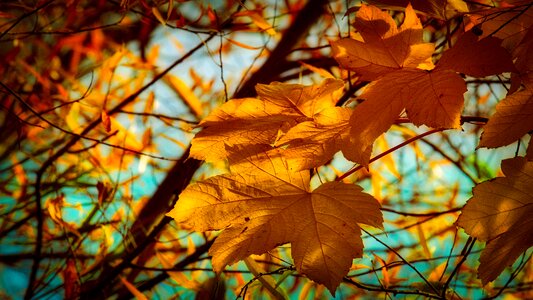 Bright autumn mood emerge photo