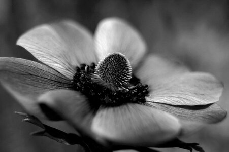 Black plant macro