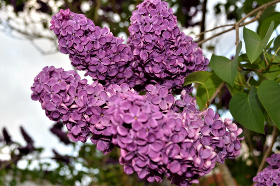 Purple flower nature close up