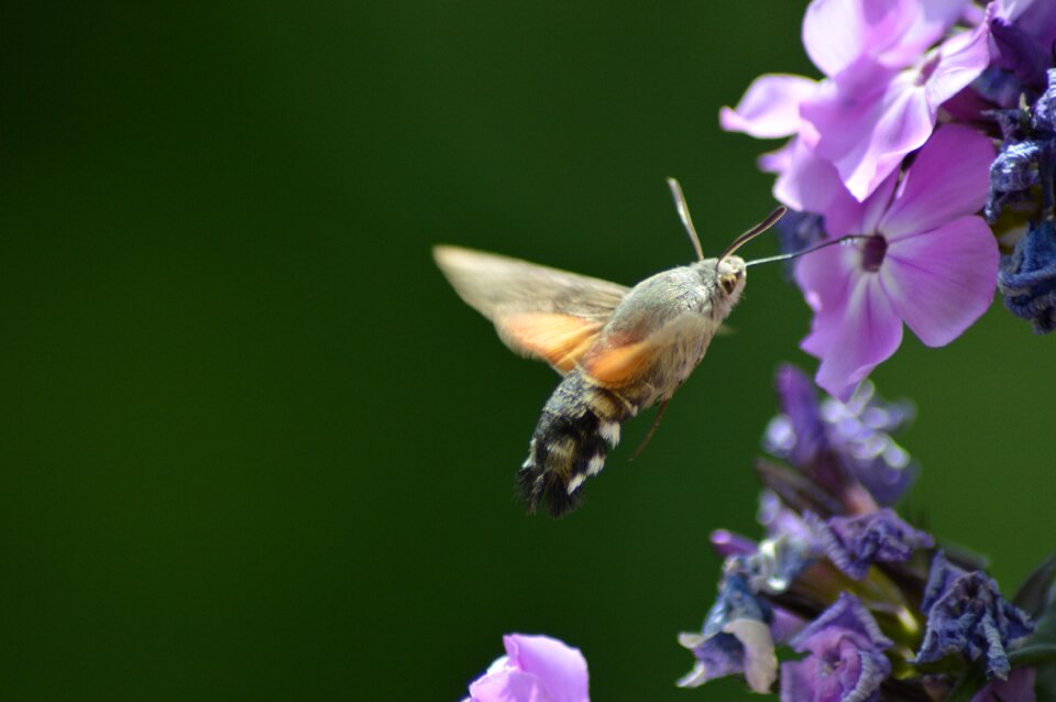 Flower butterfly green