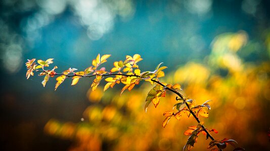 Bright autumn mood emerge