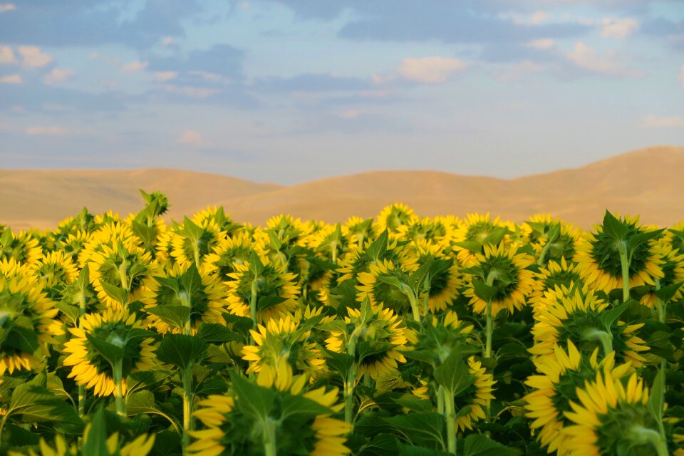 Nature agriculture field