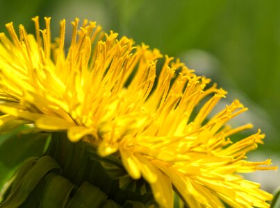 Honey sonchus oleraceus macro