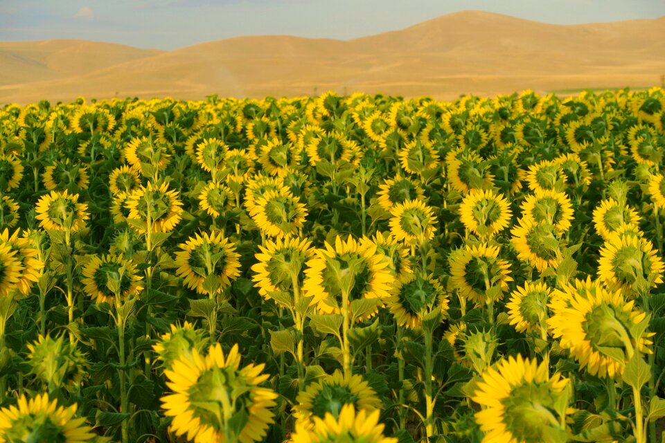 Nature agriculture field