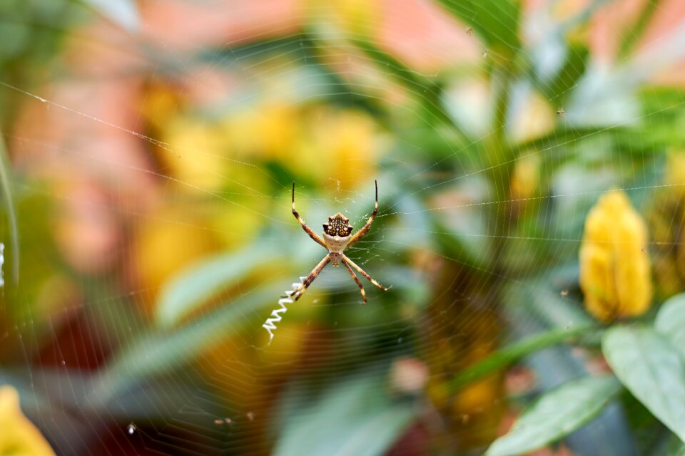 Nature arachnophobia arachnid
