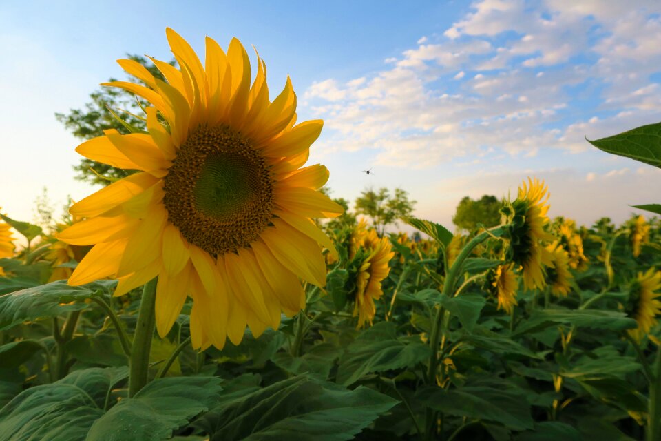 Plant field nature