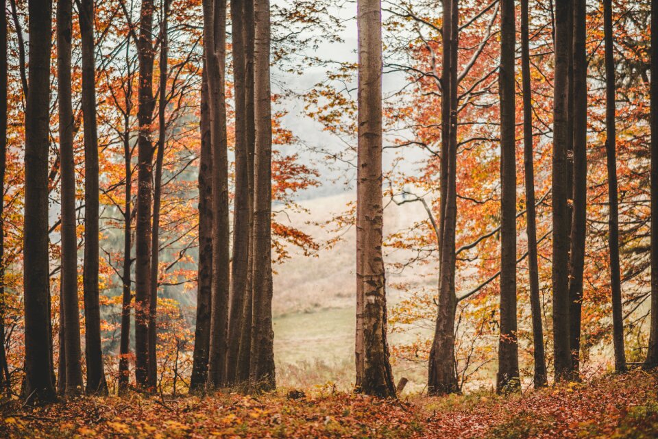 Nature colorful bright