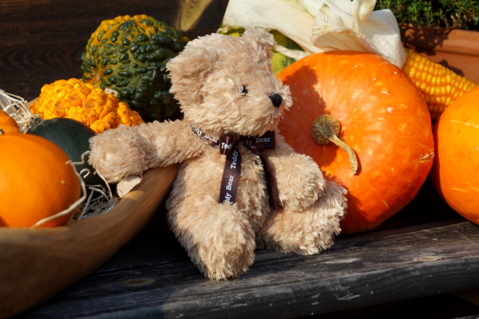 Teddy bear cute sweet