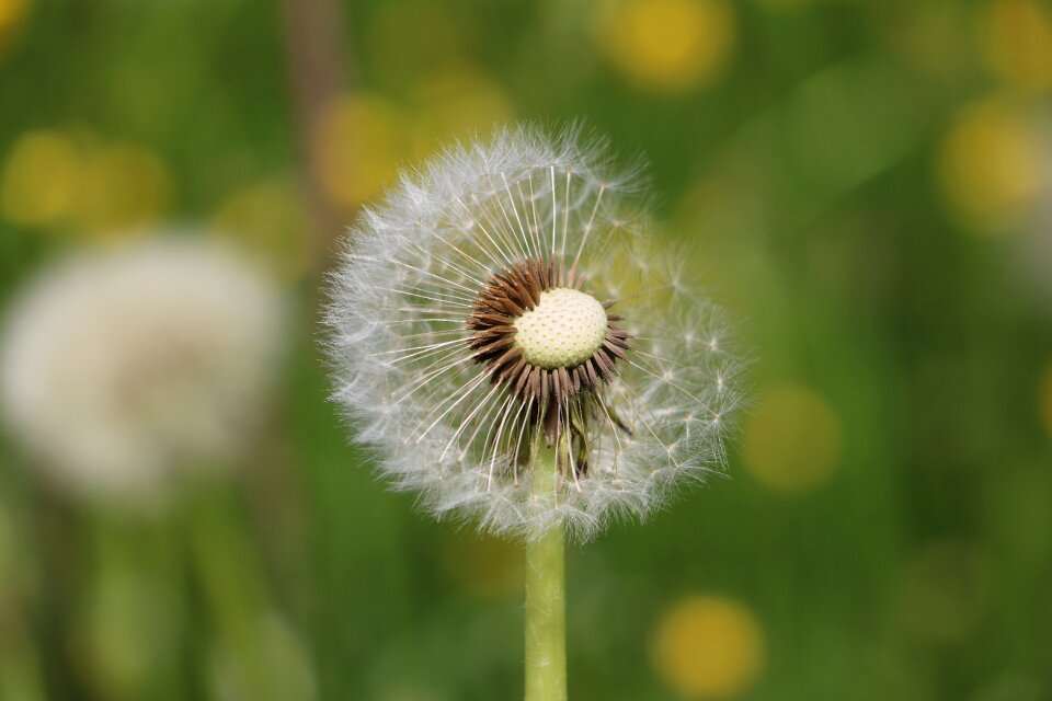 Dandelion meadow nature