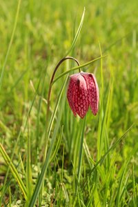 Outdoors field flower photo