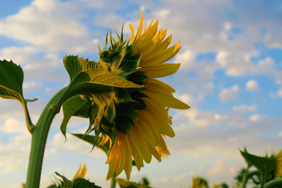 Flower nature agriculture