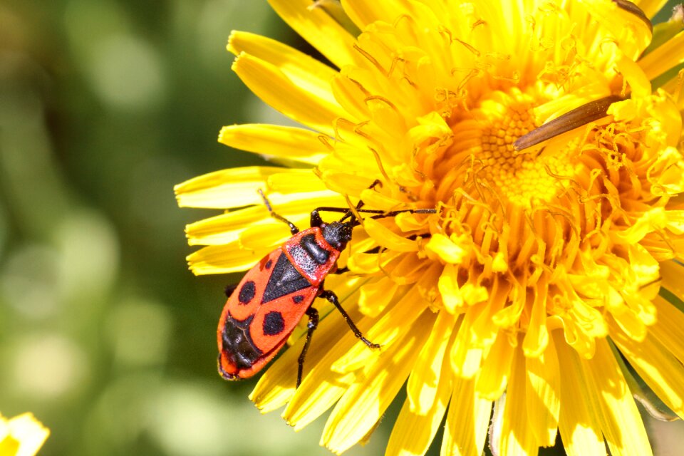 Flower plant fire bug