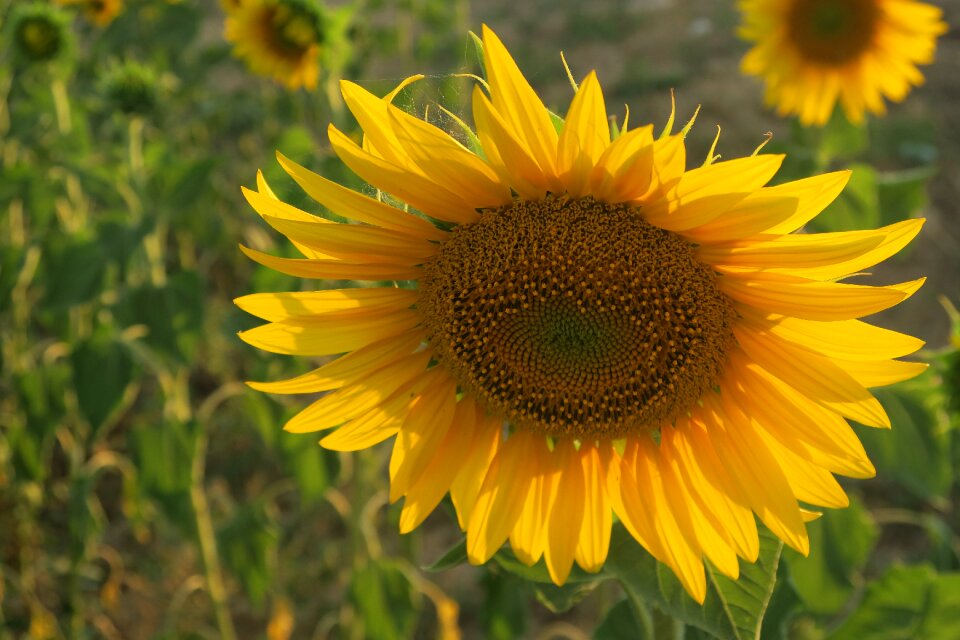 Plant nature field