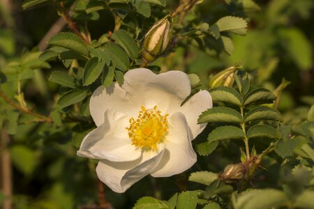 Bloom white flower