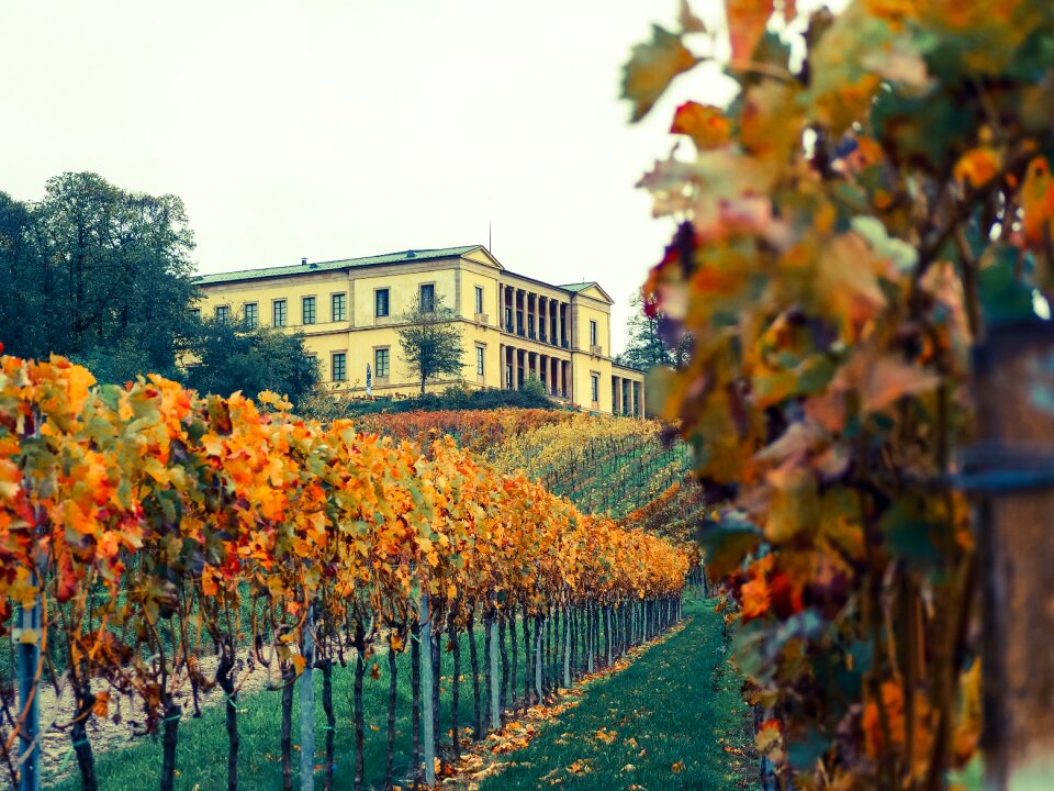 Wine sachsen germany