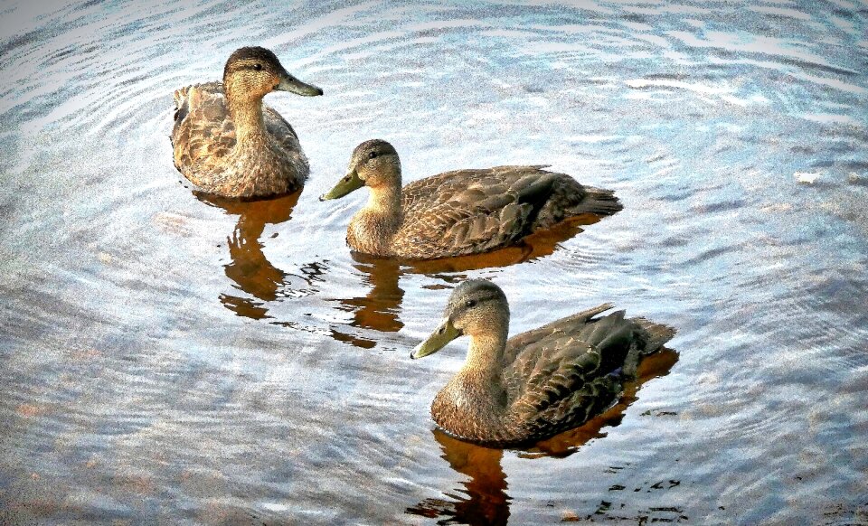 Duck nature lake
