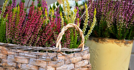 Planting heather erika