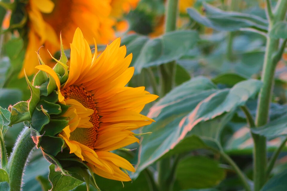 Nature agriculture flower